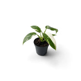 Baby Philodendron ‘Jose Buono’ in a nursery pot, showing green, mint and cream variegated leaves