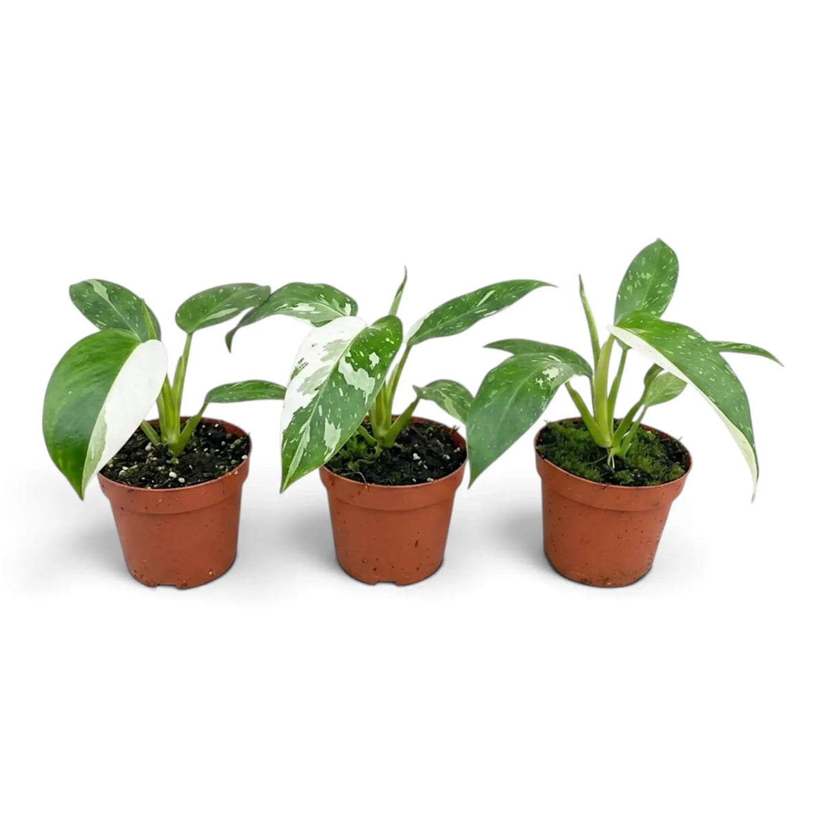 Baby Philodendron ‘Jose Buono’ in a nursery pot, showing green, mint and cream variegated leaves