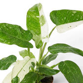 Close-up of Philodendron ‘Jose Buono’ green, mint and cream variegated leaves