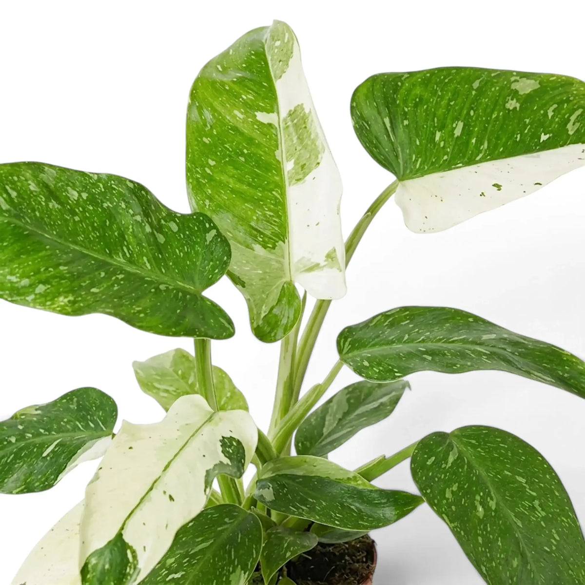 Close-up of Philodendron ‘Jose Buono’ green, mint and cream variegated leaves