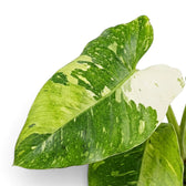 Close-up of Philodendron ‘Jose Buono’ green, mint and cream variegated leaves