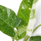 Close-up of Philodendron ‘Jose Buono’ green, mint and cream variegated leaves