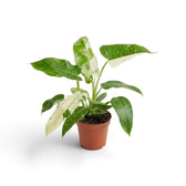 Philodendron ‘Jose Buono’ in a nursery pot, showing green, mint and cream variegated leaves