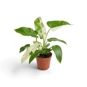 Philodendron ‘Jose Buono’ in a nursery pot, showing green, mint and cream variegated leaves