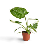 Philodendron ‘Jose Buono’ in a nursery pot, showing green, mint and cream variegated leaves