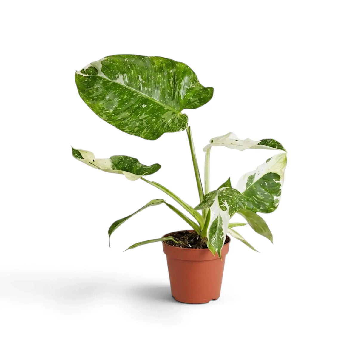 Philodendron ‘Jose Buono’ in a nursery pot, showing green, mint and cream variegated leaves