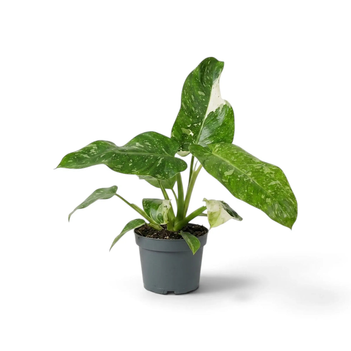 Philodendron ‘Jose Buono’ in a nursery pot, showing green, mint and cream variegated leaves