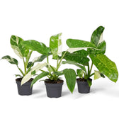 Philodendron ‘Jose Buono’ in a nursery pot, showing green, mint and cream variegated leaves