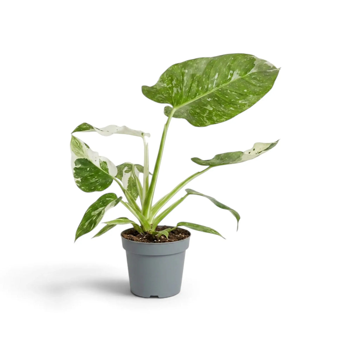 Philodendron ‘Jose Buono’ in a nursery pot, showing green, mint and cream variegated leaves