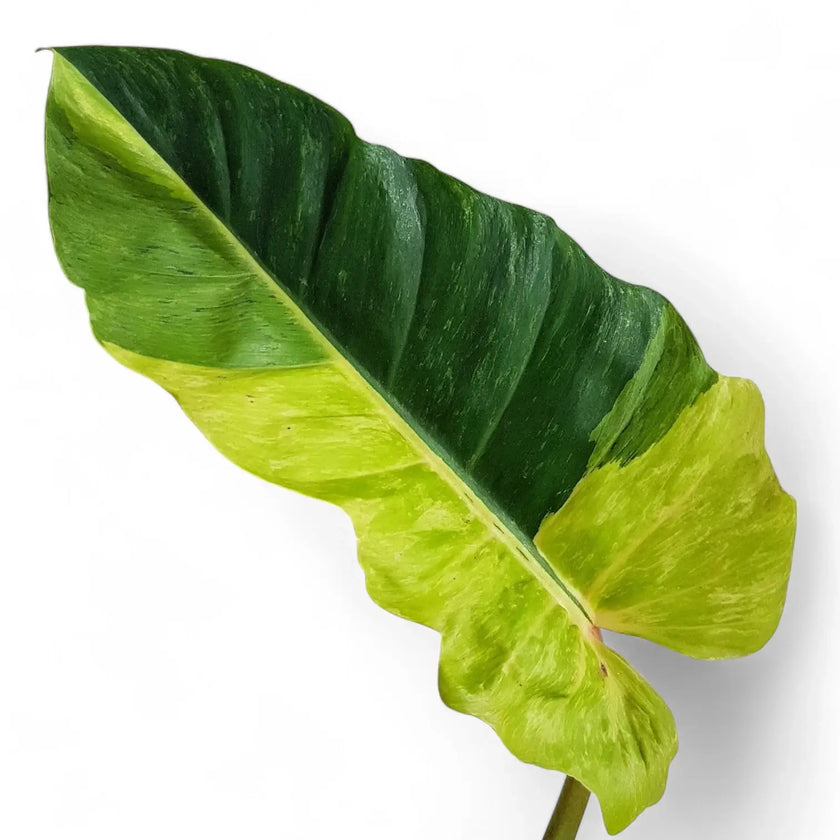 Philodendron 'Jungle fever' – Blattdetail vor weißem Hintergrund..