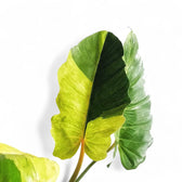 Philodendron 'Jungle fever' potted plant in nursery pot on white background.