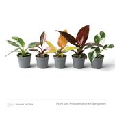 Philodendron Kindergarten plant set with five colourful young Philodendrons lined up in grey nursery pots