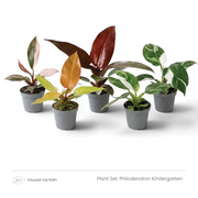 Five young Philodendrons with pink, orange, red and variegated leaves grouped in grey nursery pots