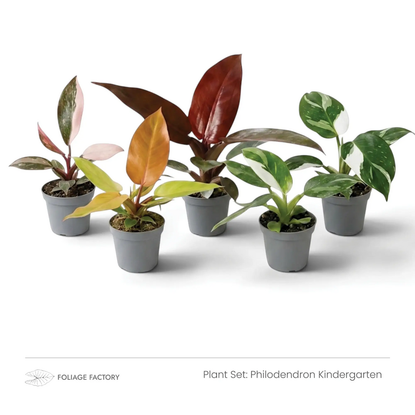 Five young Philodendrons with pink, orange, red and variegated leaves grouped in grey nursery pots