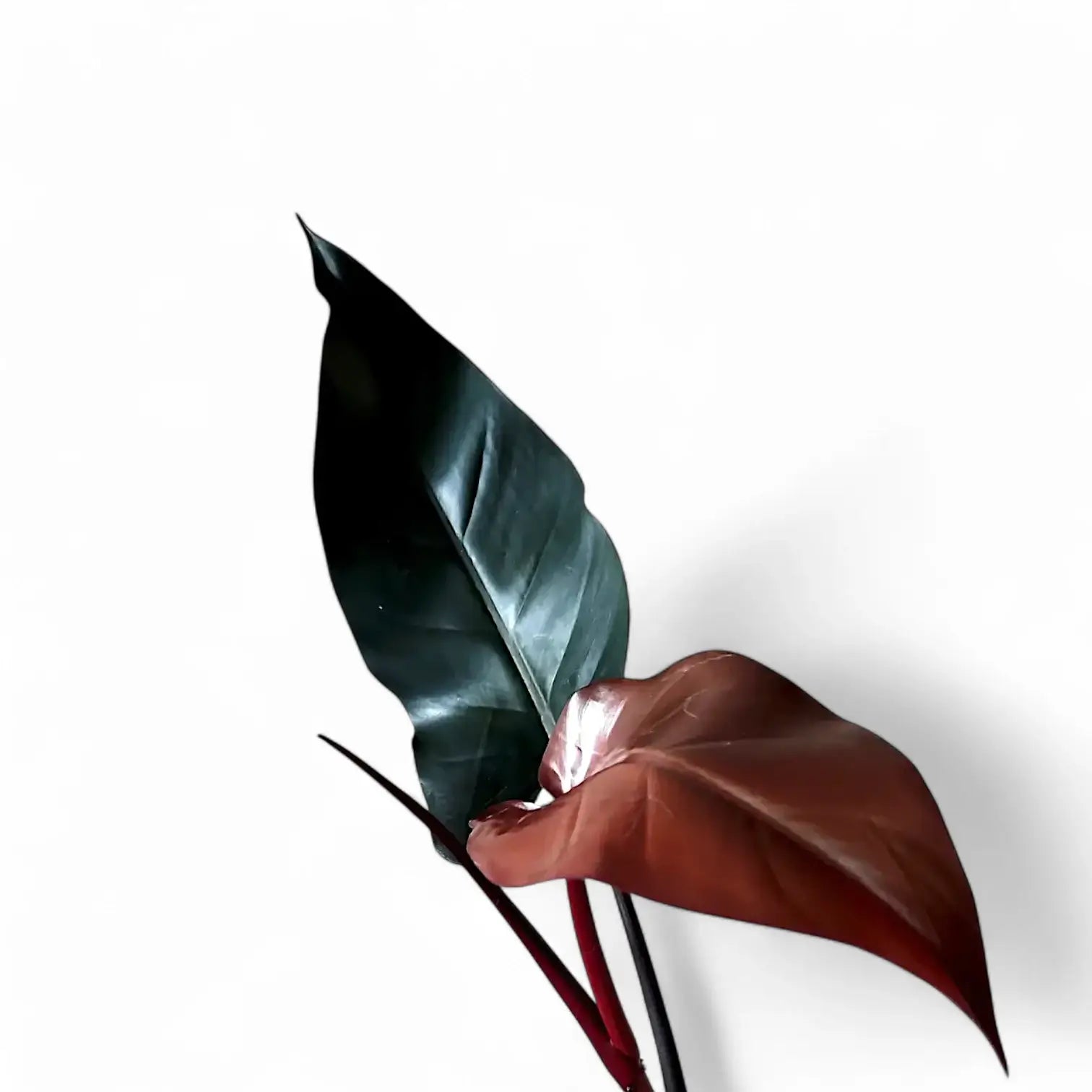 Philodendron 'Lisa' leaf detail on white background.