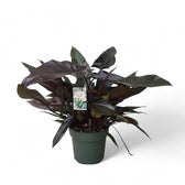 Philodendron 'Lisa' potted plant in nursery pot on white background.