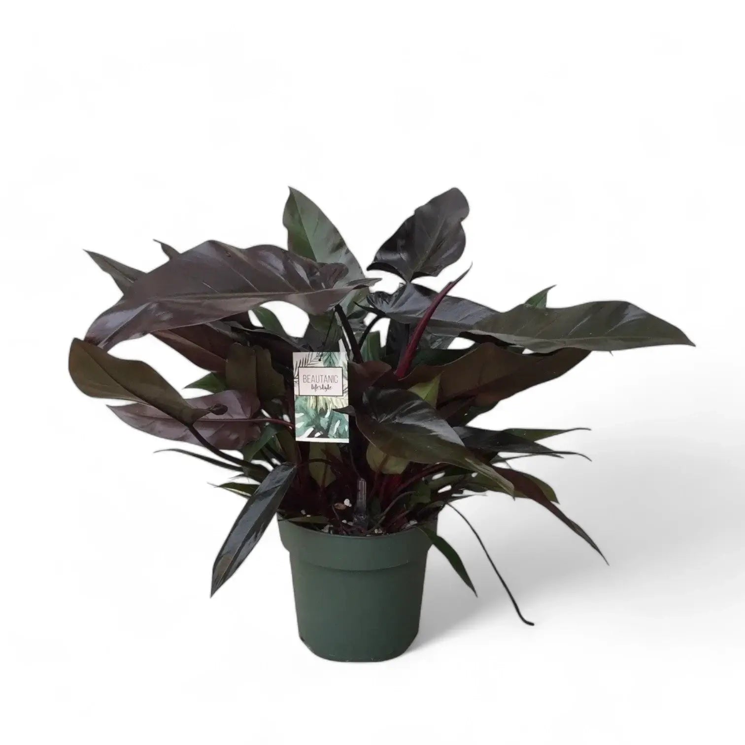 Philodendron 'Lisa' potted plant in nursery pot on white background.