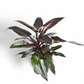 Philodendron 'Lisa' potted plant in nursery pot on white background.
