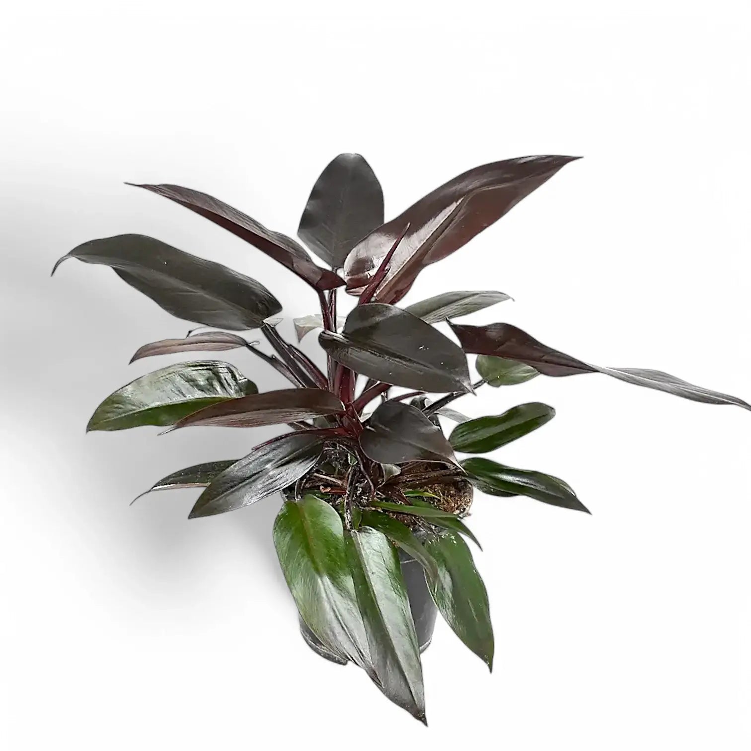Philodendron 'Lisa' potted plant in nursery pot on white background.