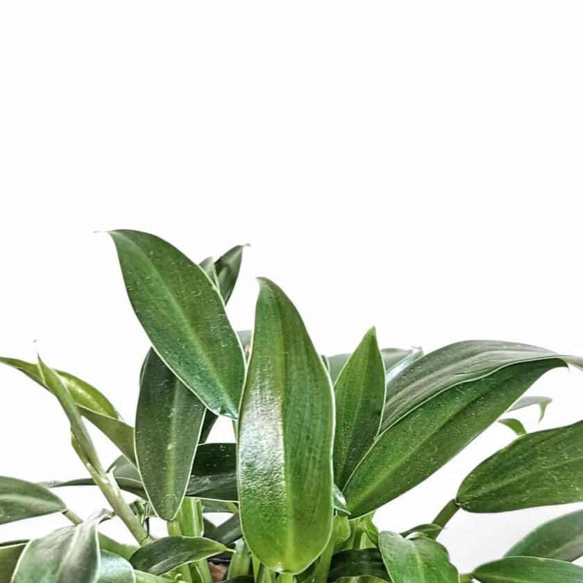 Philodendron 'Little Phil' – Blattdetail vor weißem Hintergrund..