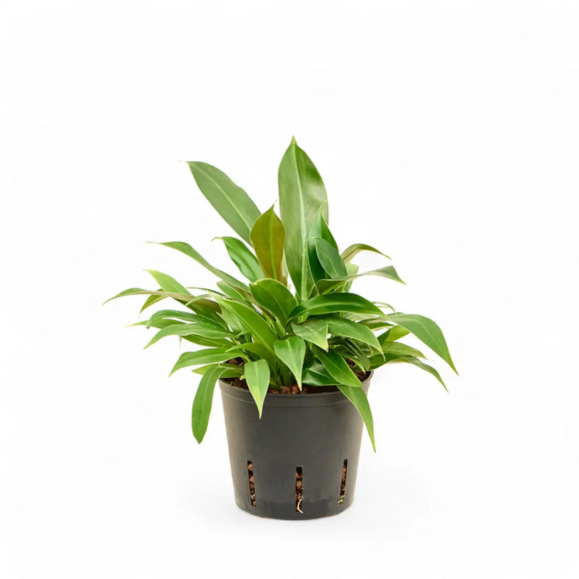 Philodendron 'Little Phil' Zimmerpflanze im Anzuchttopf vor weißem Hintergrund, Produktfoto 2.