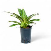 Philodendron 'Little Phil' potted plant in nursery pot on white background.