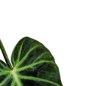 Philodendron luxurians close-up of leaf on white background.