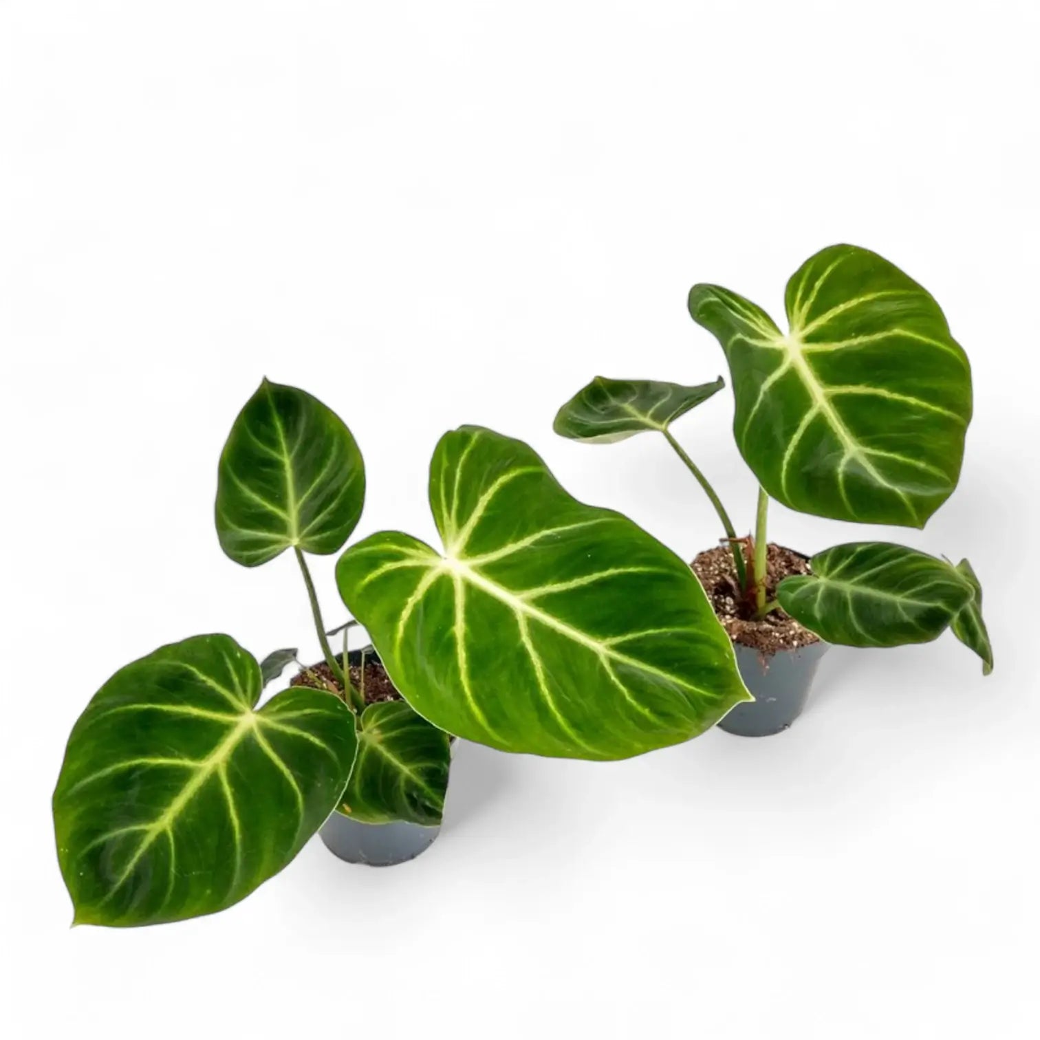 Philodendron luxurians potted plant in nursery pot on white background.