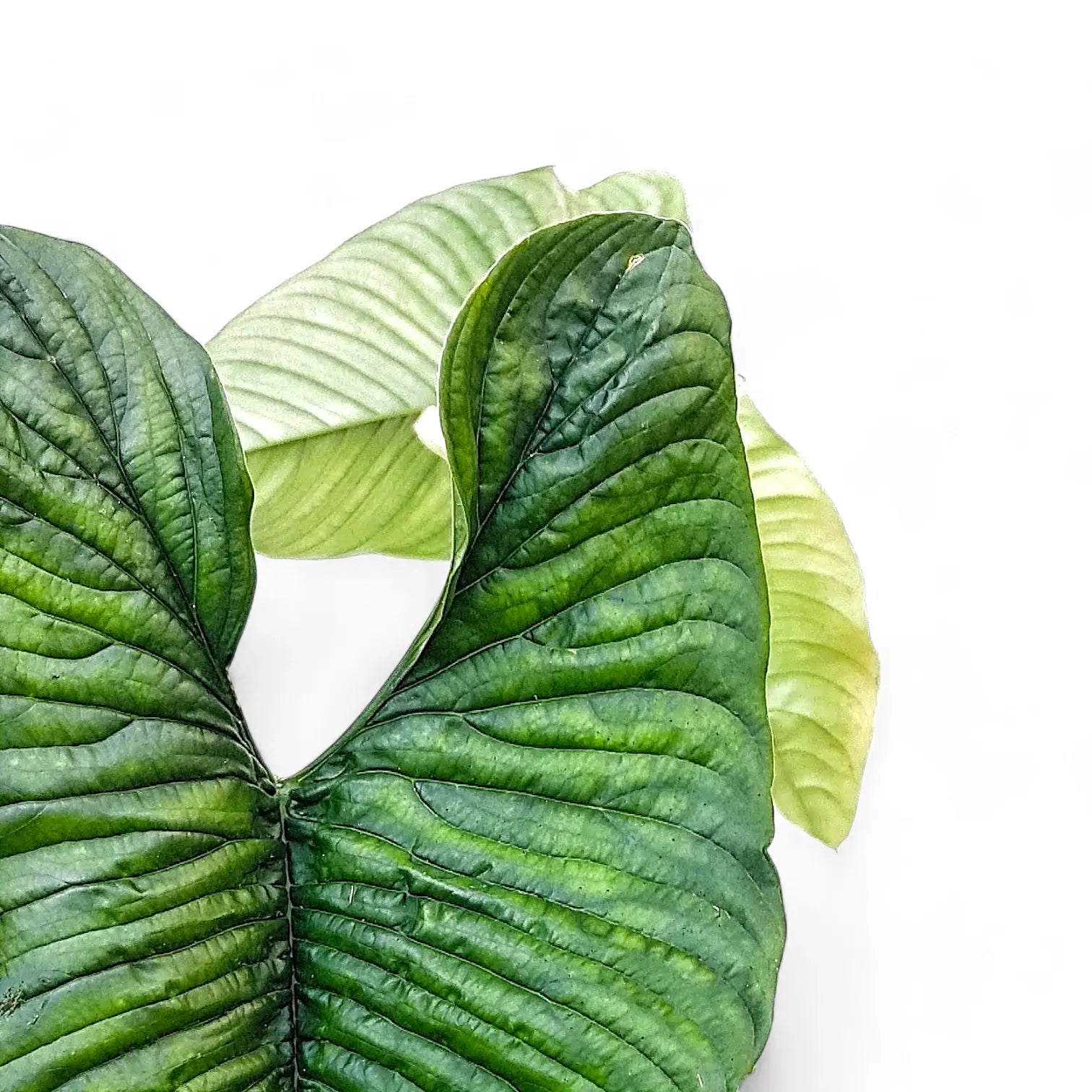 Philodendron lynnhannoniae – Deeply Textured, Lobed Leaves