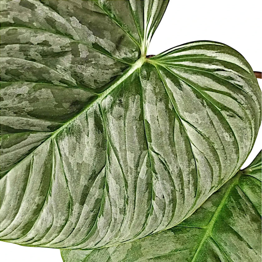 Nahaufnahme von Philodendron 'Majestic' (verrucosum x sodiroi) vor weißem Hintergrund.