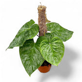 philodendron verrucosum x sodiroi Philodendron 'Majestic' – Foliage Factory