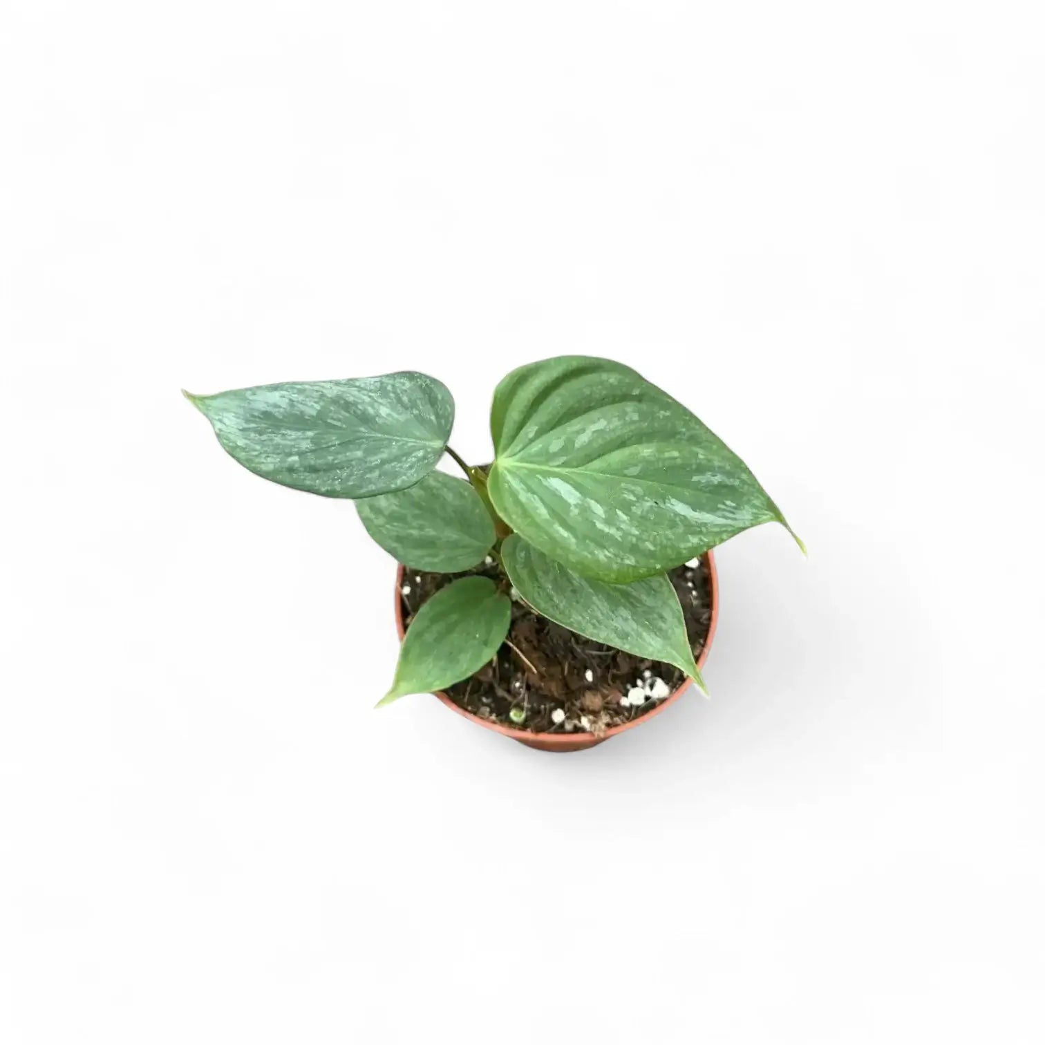 Philodendron 'Majestic' (verrucosum x sodiroi) potted plant in nursery pot on white background.