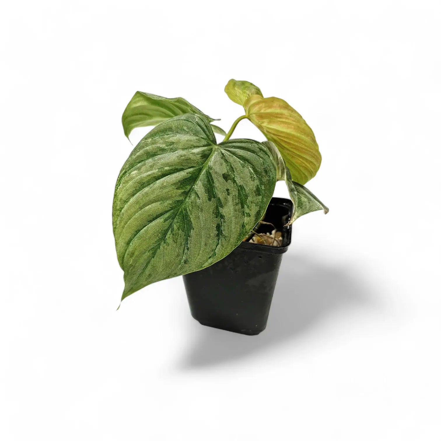 Philodendron 'Majestic' (verrucosum x sodiroi) – Zimmerpflanze im Kulturtopf auf weißem Hintergrund, Produktfoto 7.