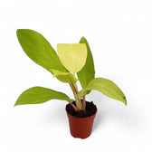 Philodendron 'Malay Gold' potted plant in nursery pot on white background.