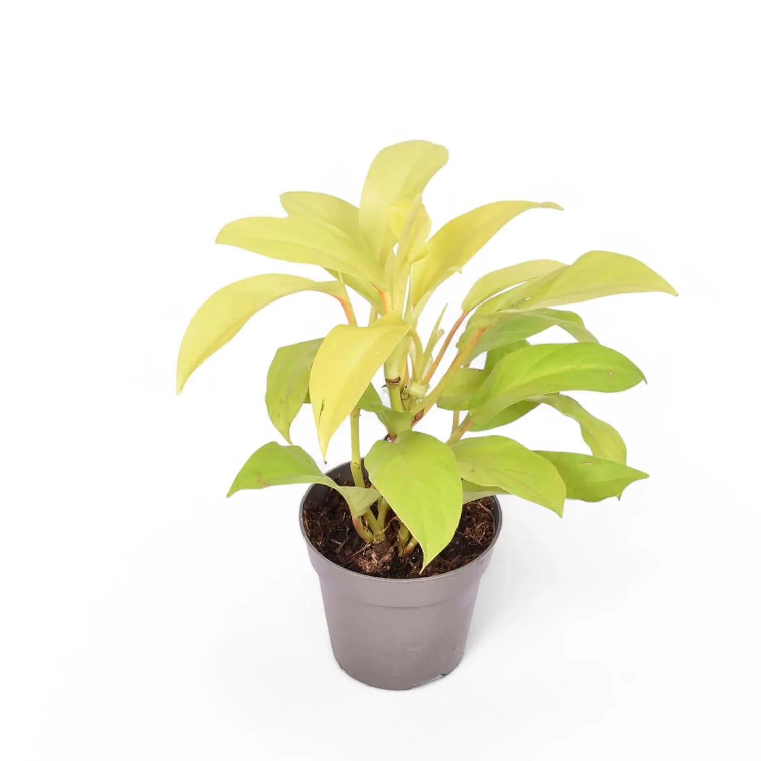 Philodendron 'Malay Gold' potted plant in nursery pot on white background.