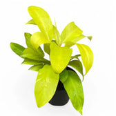 Philodendron 'Malay Gold' potted plant in nursery pot on white background.