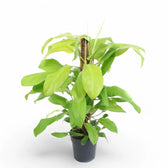 Philodendron 'Malay Gold' potted plant in nursery pot on white background.