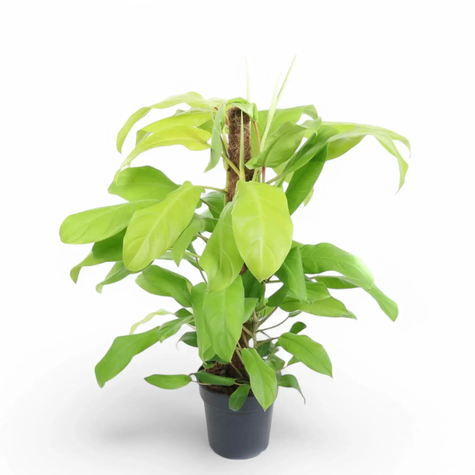 Philodendron 'Malay Gold' potted plant in nursery pot on white background.