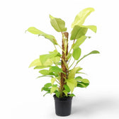 Philodendron 'Malay Gold' potted plant in nursery pot on white background.