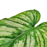 Philodendron mamei leaf detail on white background.