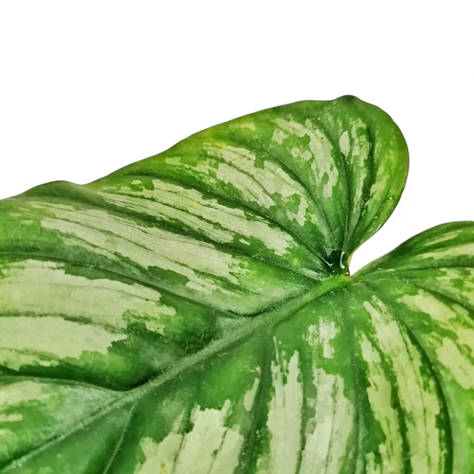 Philodendron mamei leaf detail on white background.