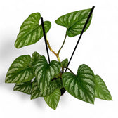 Philodendron mamei potted plant in nursery pot on white background.