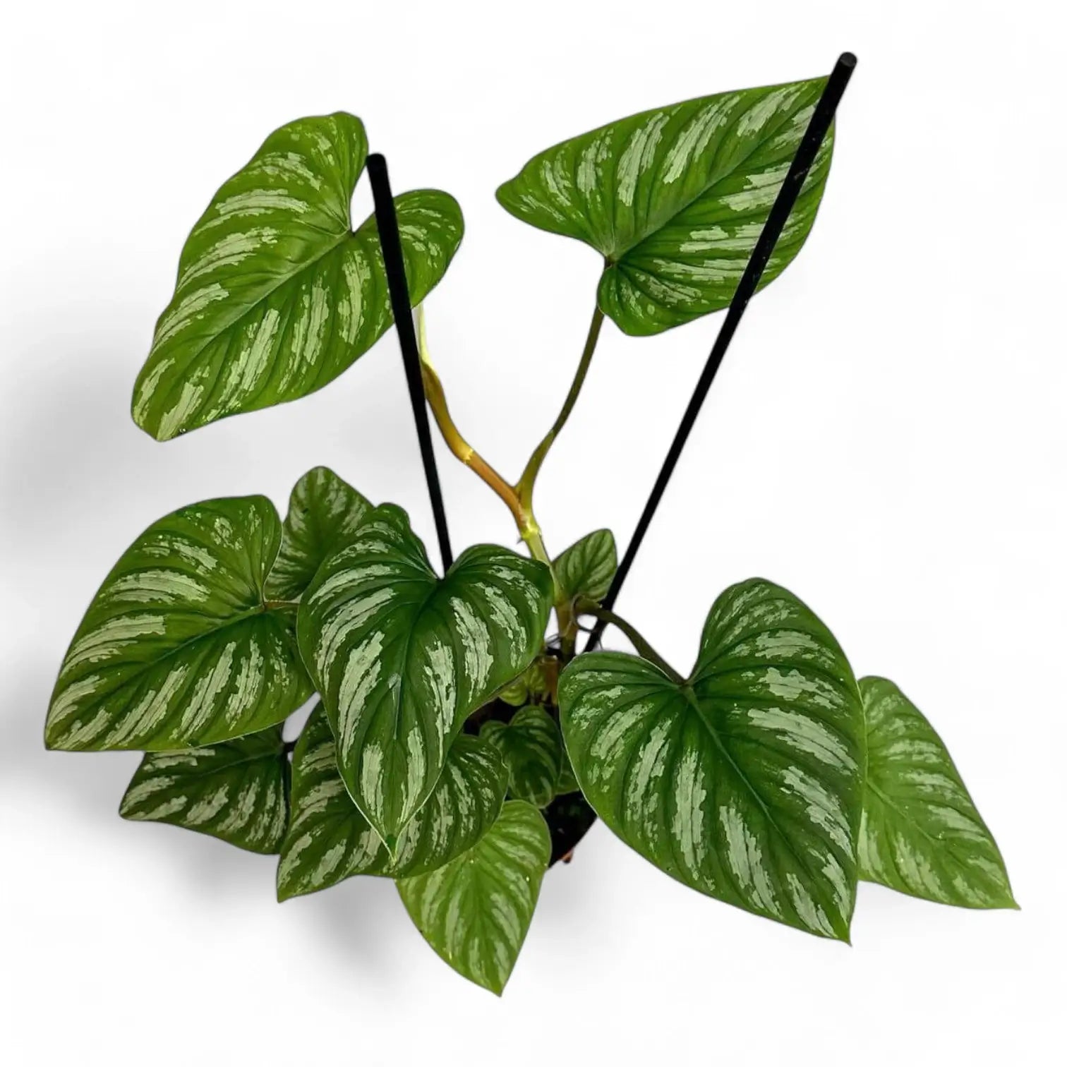 Philodendron mamei potted plant in nursery pot on white background.