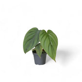 Philodendron mamei potted plant in nursery pot on white background.