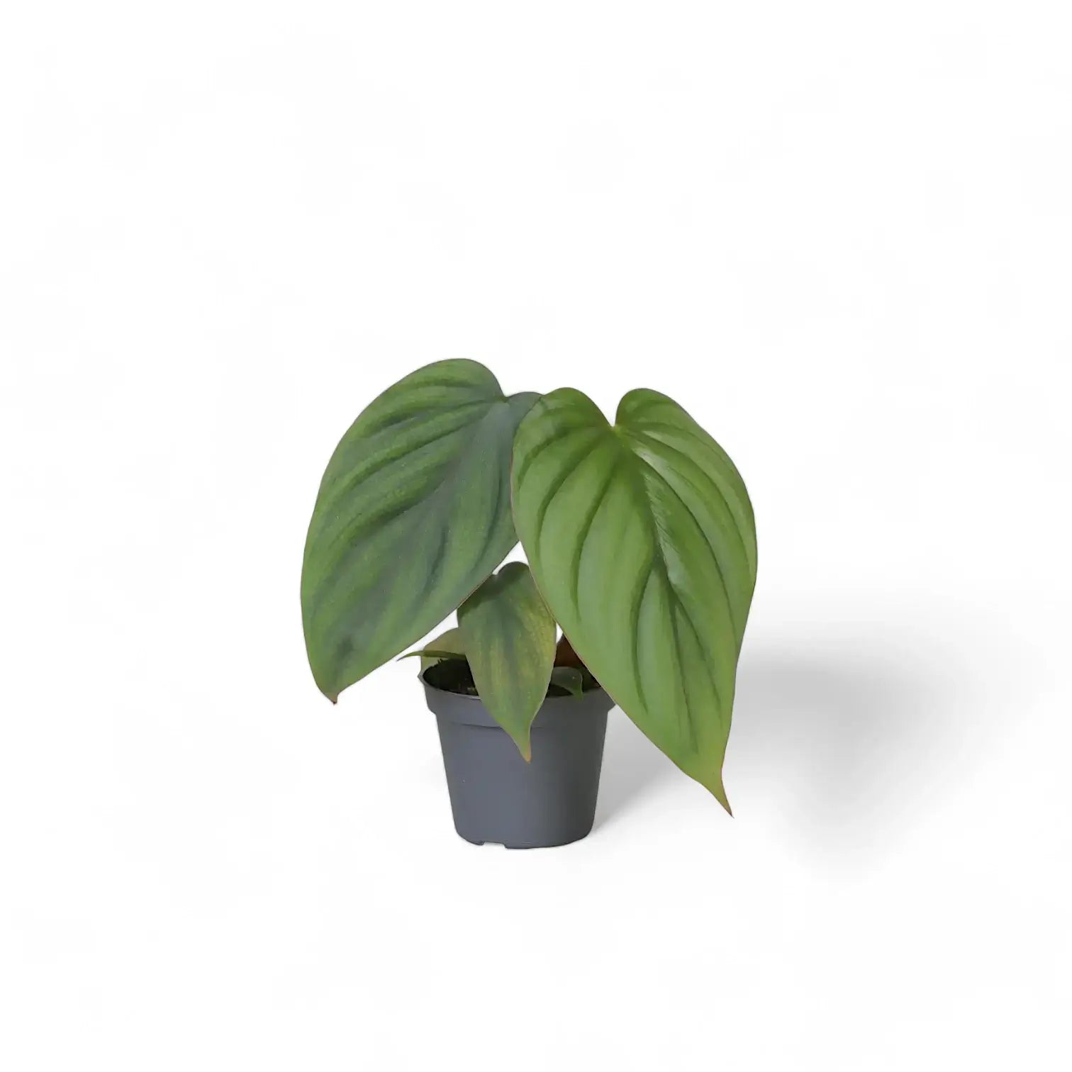 Philodendron mamei potted plant in nursery pot on white background.
