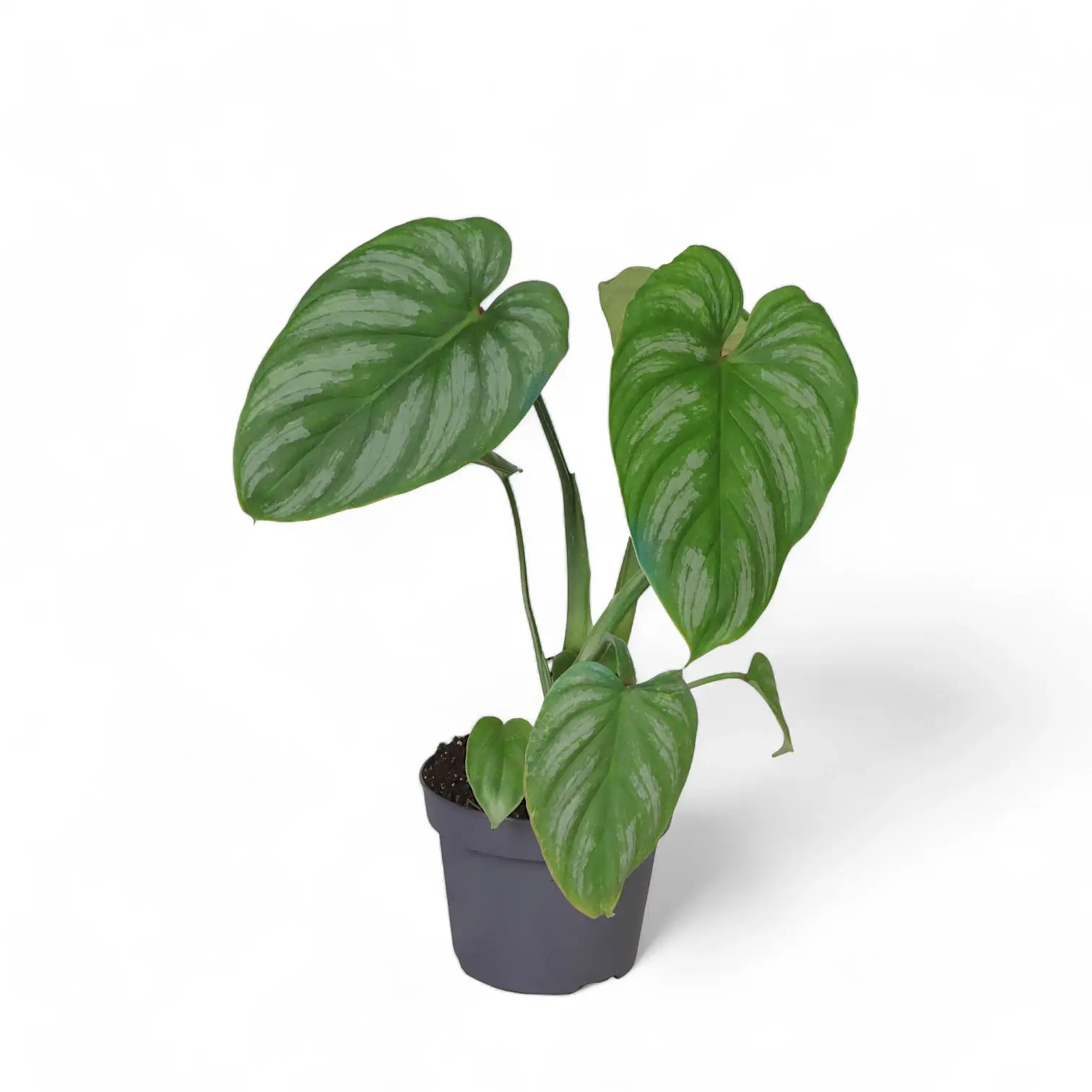 Philodendron mamei potted plant in nursery pot on white background.