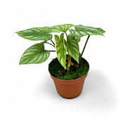 Philodendron mamei potted plant in nursery pot on white background.