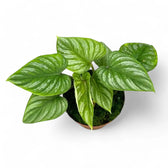 Philodendron mamei potted plant in nursery pot on white background.