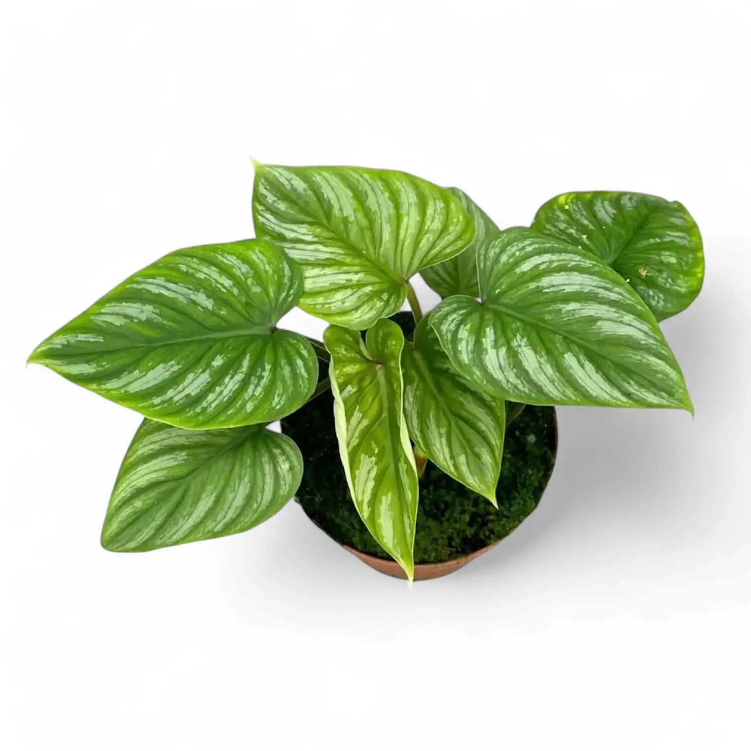 Philodendron mamei potted plant in nursery pot on white background.
