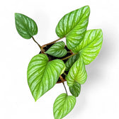 Philodendron mamei potted plant in nursery pot on white background.